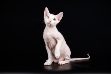 Don Sphynx cat on colored backgrounds