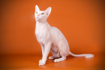 Don Sphynx cat on colored backgrounds