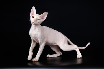 Don Sphynx cat on colored backgrounds