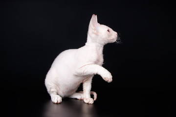 Don Sphynx cat on colored backgrounds