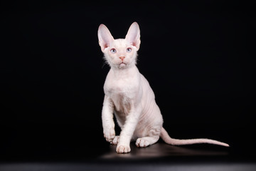 Don Sphynx cat on colored backgrounds