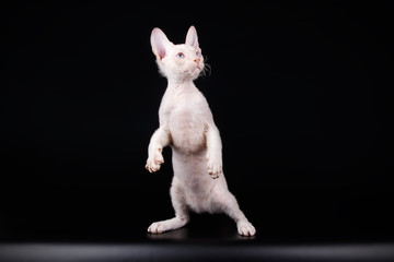 Don Sphynx cat on colored backgrounds