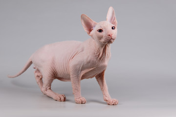 Don Sphynx cat on colored backgrounds