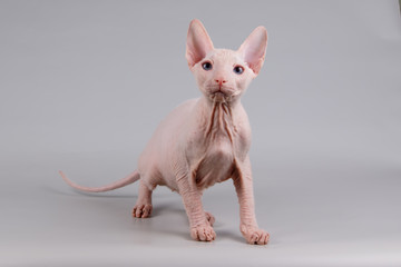 Don Sphynx cat on colored backgrounds