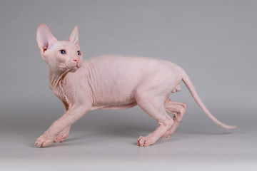 Don Sphynx cat on colored backgrounds