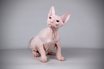 Don Sphynx cat on colored backgrounds