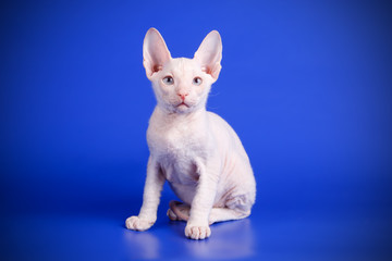 Don Sphynx cat on colored backgrounds
