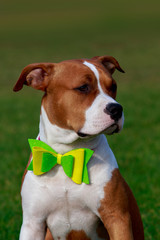 Dog breed Staffordshire Terrier