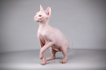 Don Sphynx cat on colored backgrounds