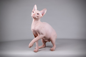 Don Sphynx cat on colored backgrounds