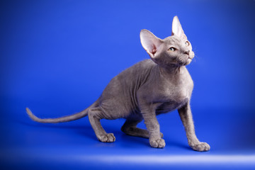 Don Sphynx cat on colored backgrounds