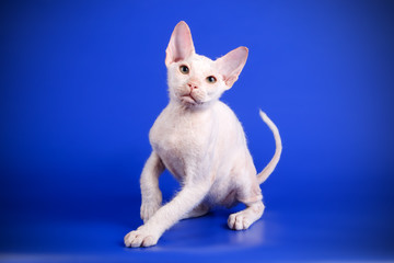 Don Sphynx cat on colored backgrounds