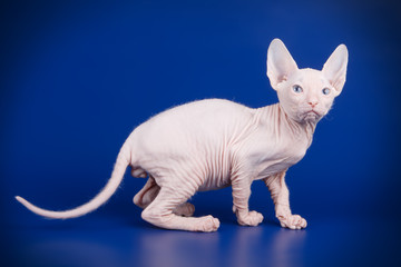 Don Sphynx cat on colored backgrounds