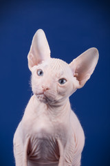 Obraz premium Don Sphynx cat on colored backgrounds