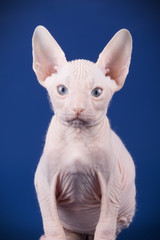 Obraz premium Don Sphynx cat on colored backgrounds