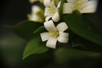 Macro White Tiny Flower