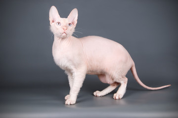 Don Sphynx cat on colored backgrounds