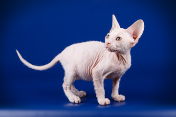 Don Sphynx cat on colored backgrounds