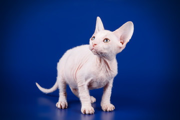 Don Sphynx cat on colored backgrounds