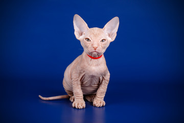 Don Sphynx cat on colored backgrounds