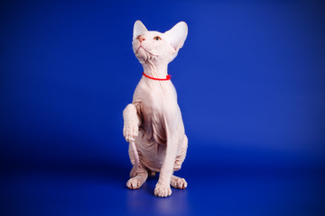 Don Sphynx cat on colored backgrounds