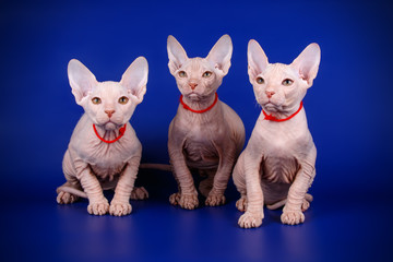 Don Sphynx cat on colored backgrounds