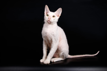 Don Sphynx cat on colored backgrounds