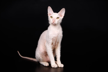 Don Sphynx cat on colored backgrounds