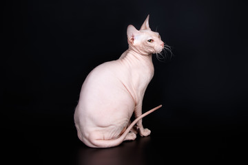 Don Sphynx cat on colored backgrounds