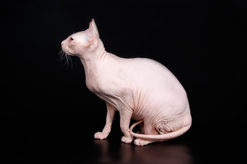 Don Sphynx cat on colored backgrounds