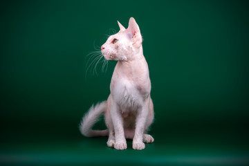 Don Sphynx cat on colored backgrounds