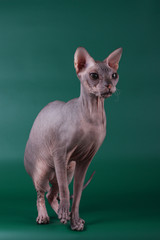 Don Sphynx cat on colored backgrounds