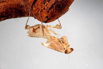 Totes Blatt (Deroplatys trigonodera) - dead leaf mantis - obrazy, fototapety, plakaty