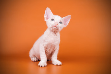 Don Sphynx cat on colored backgrounds