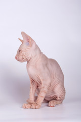 Obraz premium Don Sphynx cat on colored backgrounds