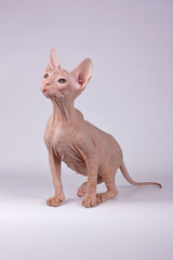 Don Sphynx cat on colored backgrounds