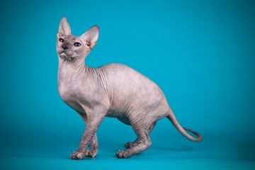 Don Sphynx cat on colored backgrounds