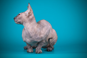 Don Sphynx cat on colored backgrounds