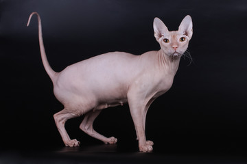 Don Sphynx cat on colored backgrounds