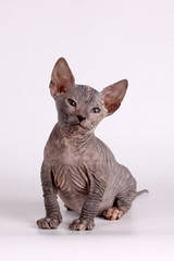 Don Sphynx cat on colored backgrounds