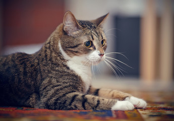 Portrait of the striped cat lying on a carpet.