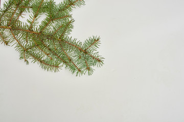 branch of a christmas tree isolated on white background