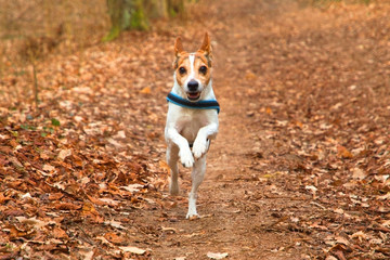 Directly running dog (Jack Russell Terrier) with collar in leafy forest in autumn