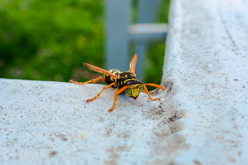 Obraz premium yellow wasp