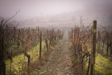 autumn foggy vineyard