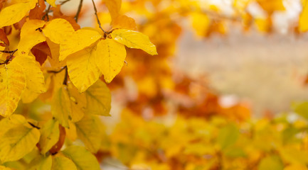 Naklejka na ściany i meble yellow autumn leaves
