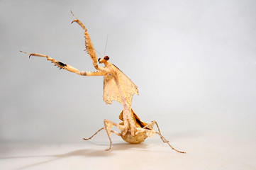 Totes Blatt (Deroplatys trigonodera) - dead leaf mantis - obrazy, fototapety, plakaty