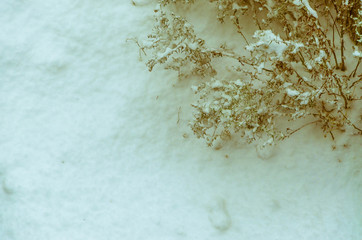 Dry brown grass in white snow in winter.