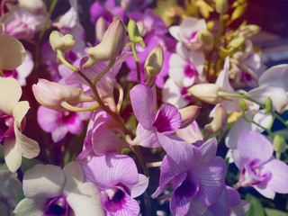 Fototapeta na wymiar Full Frame Background of Purple Orchid Flowers