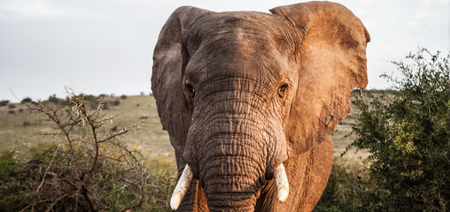 Addo NP South Africa